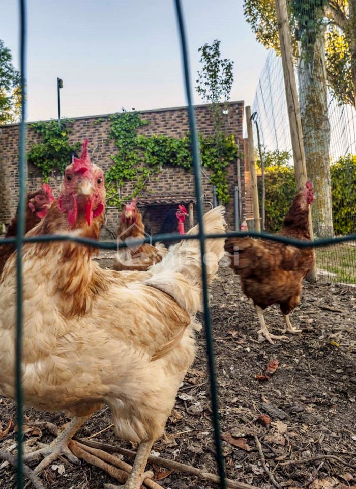 Residencia de Mayores Los Rosales 4